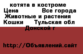 котята в костроме › Цена ­ 2 000 - Все города Животные и растения » Кошки   . Тульская обл.,Донской г.